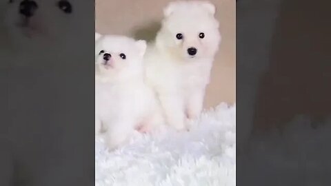 Meet the cutest Eskimos Cuddles & kisses #doglover #eskimo #cute #viral #shorts