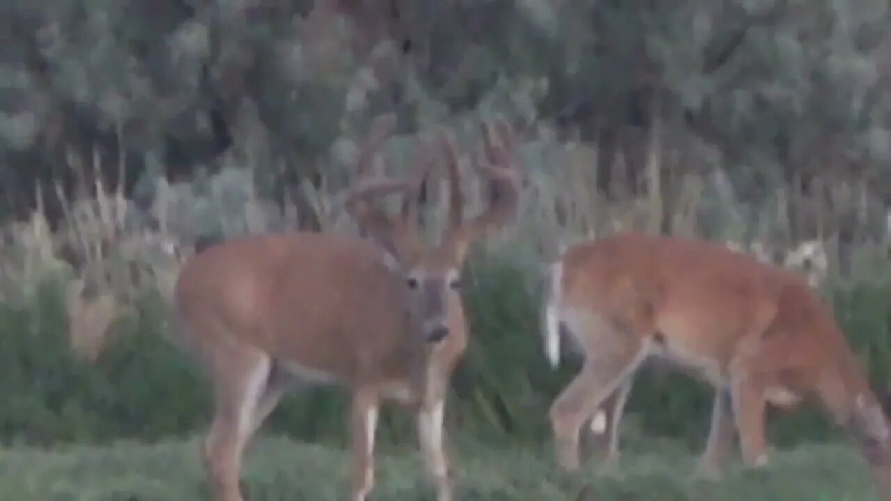 HOLY BROW TINES!! Monster whitetail buck!