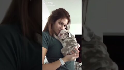 Cute dogs from TikTok compilation 2021