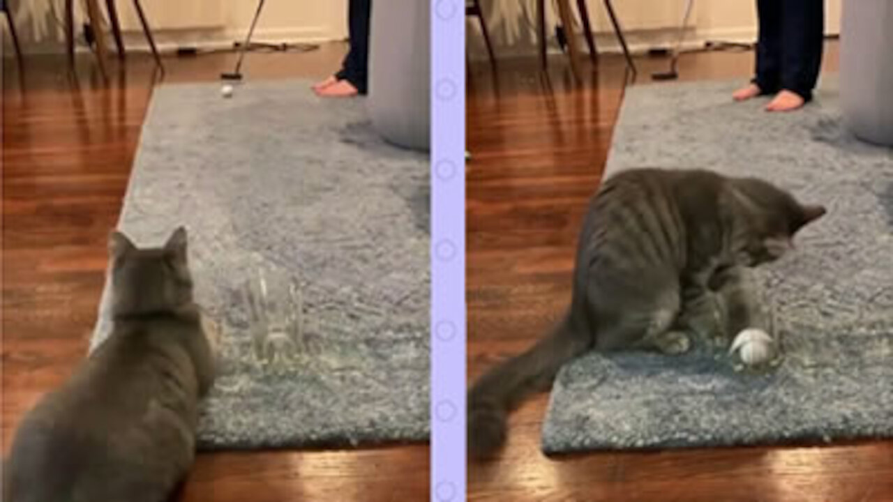 Cat playing golf indoors