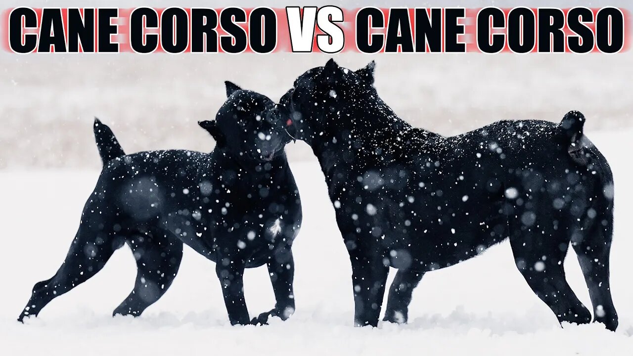 Cane Corsos Play Snowstorm- Raw Video