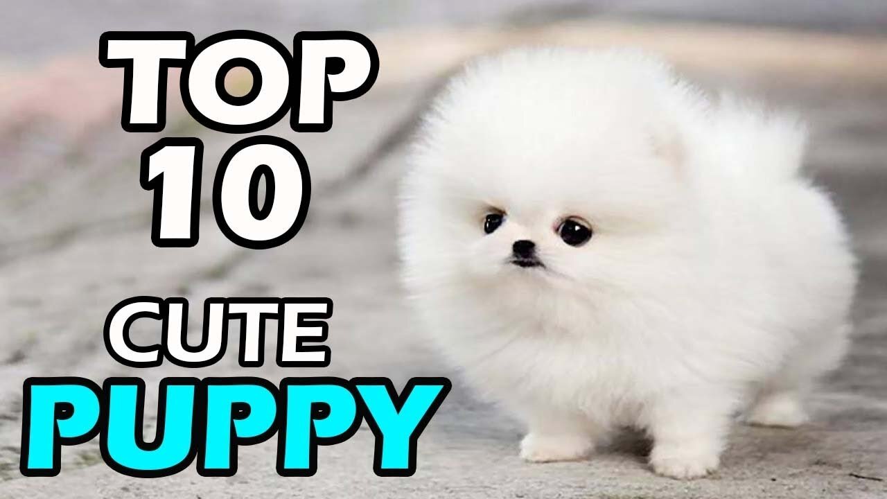 Most Famous Pomeranian TikTok Compilation 2021