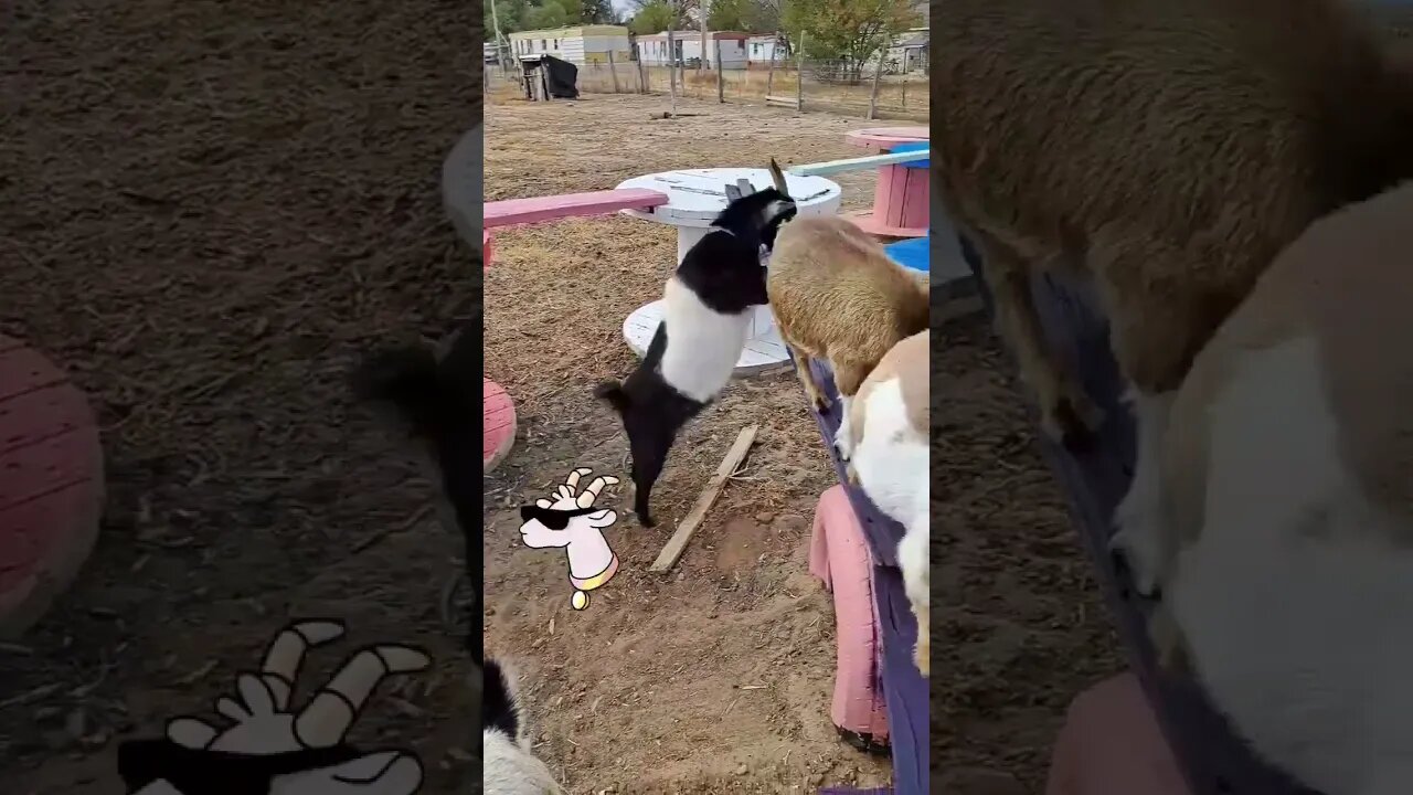 willow does not like to share #goats #shorts #funny