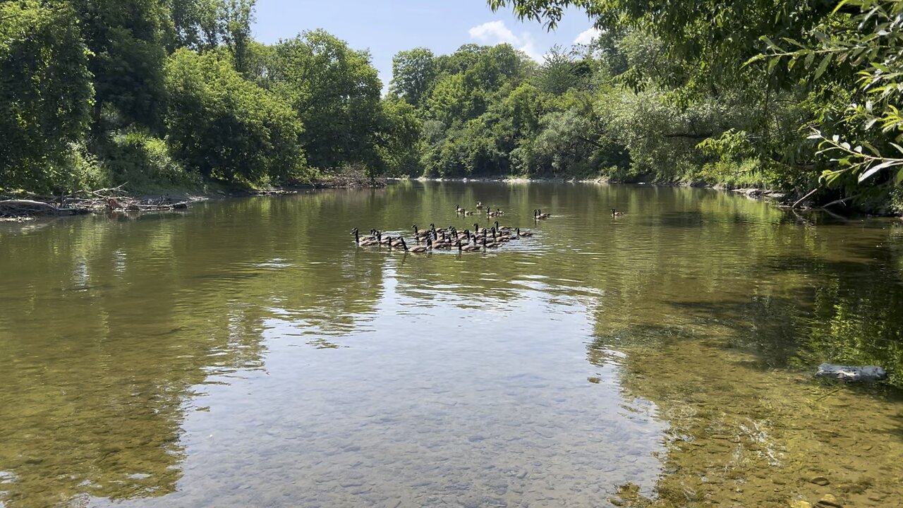 One of the biggest Canada Geese clans in James Gardens