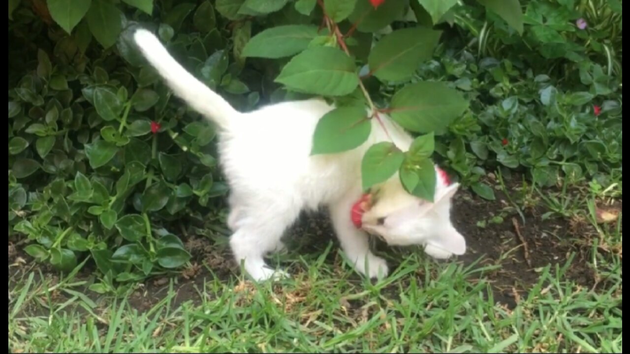 Cute Cat playing with flower tree in the garden