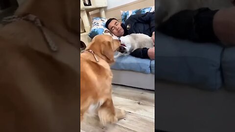 funny dog, cat reactions #london #uk #california #love