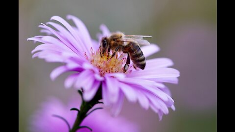 Beautiful bees