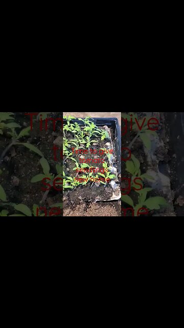 Time to transplant #shortsvideo #tomatoes #transplant # garden #socialmedia
