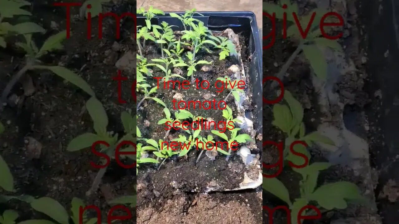 Time to transplant #shortsvideo #tomatoes #transplant # garden #socialmedia