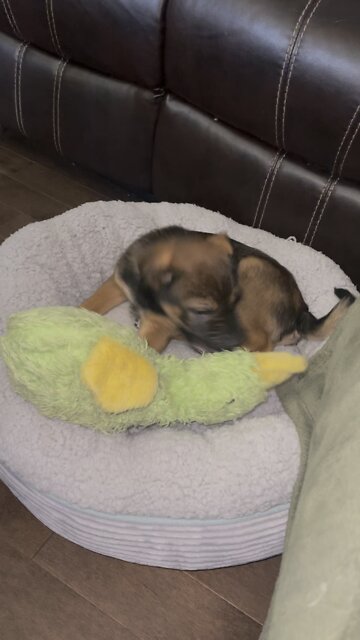 Discovering toys - new puppy adventures