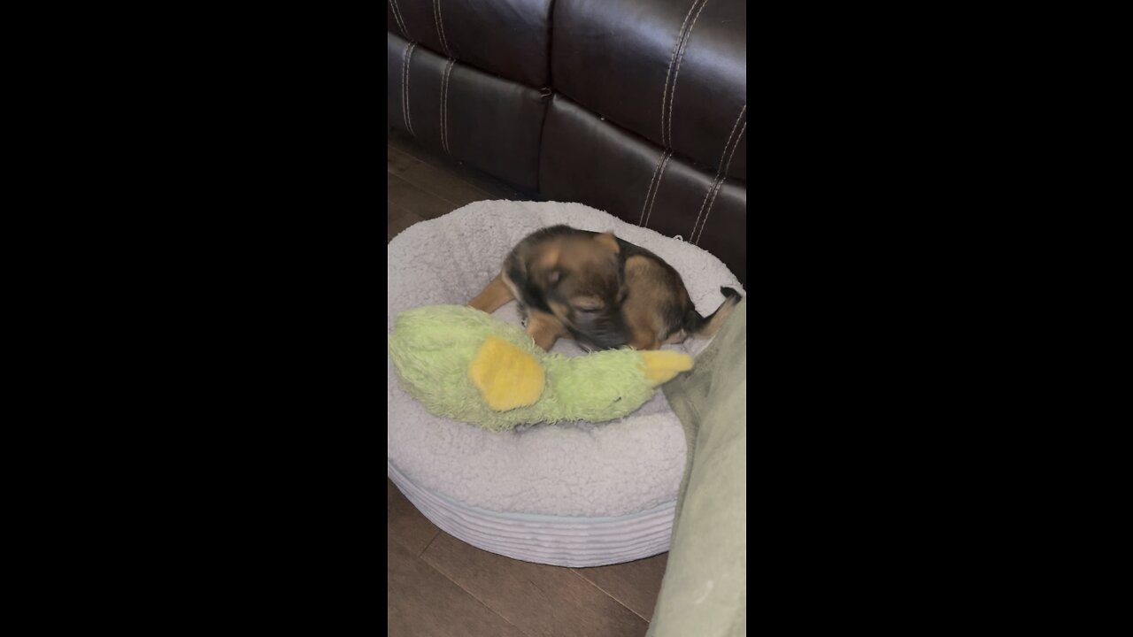 Discovering toys - new puppy adventures