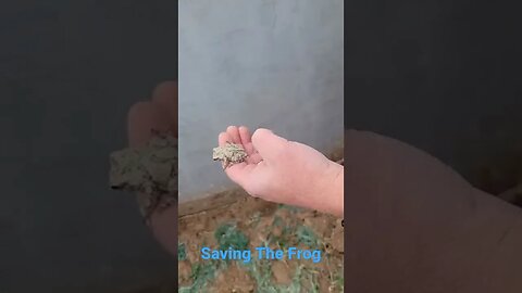 Helping The Frog Escape The Pool.