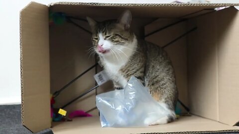 Cat Is so Happy to Play in the Box