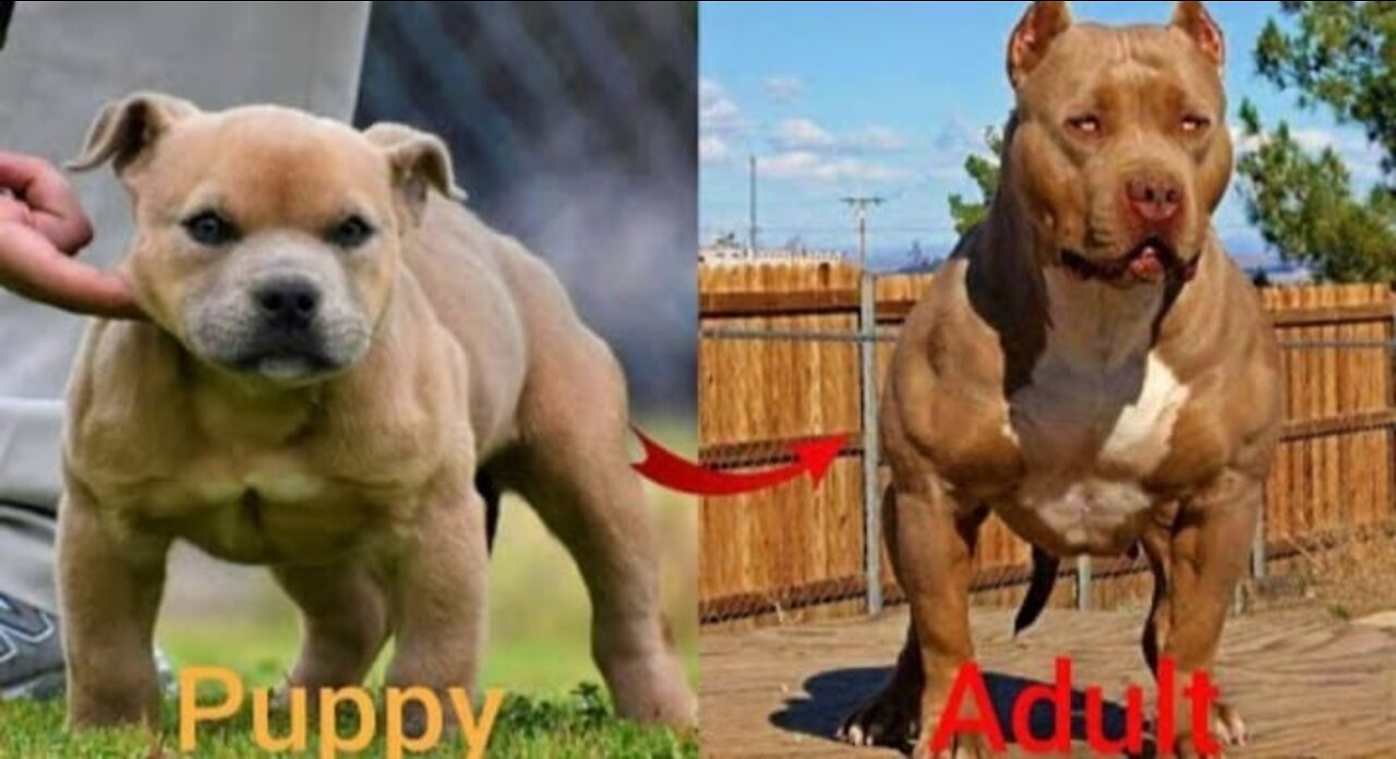 Dogs Grow Up - i'm a big kid now Baby to Adult Dogs