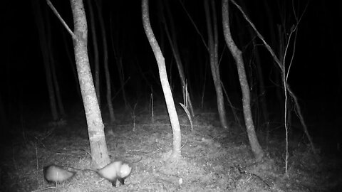 Opossum tries to get Freak on,