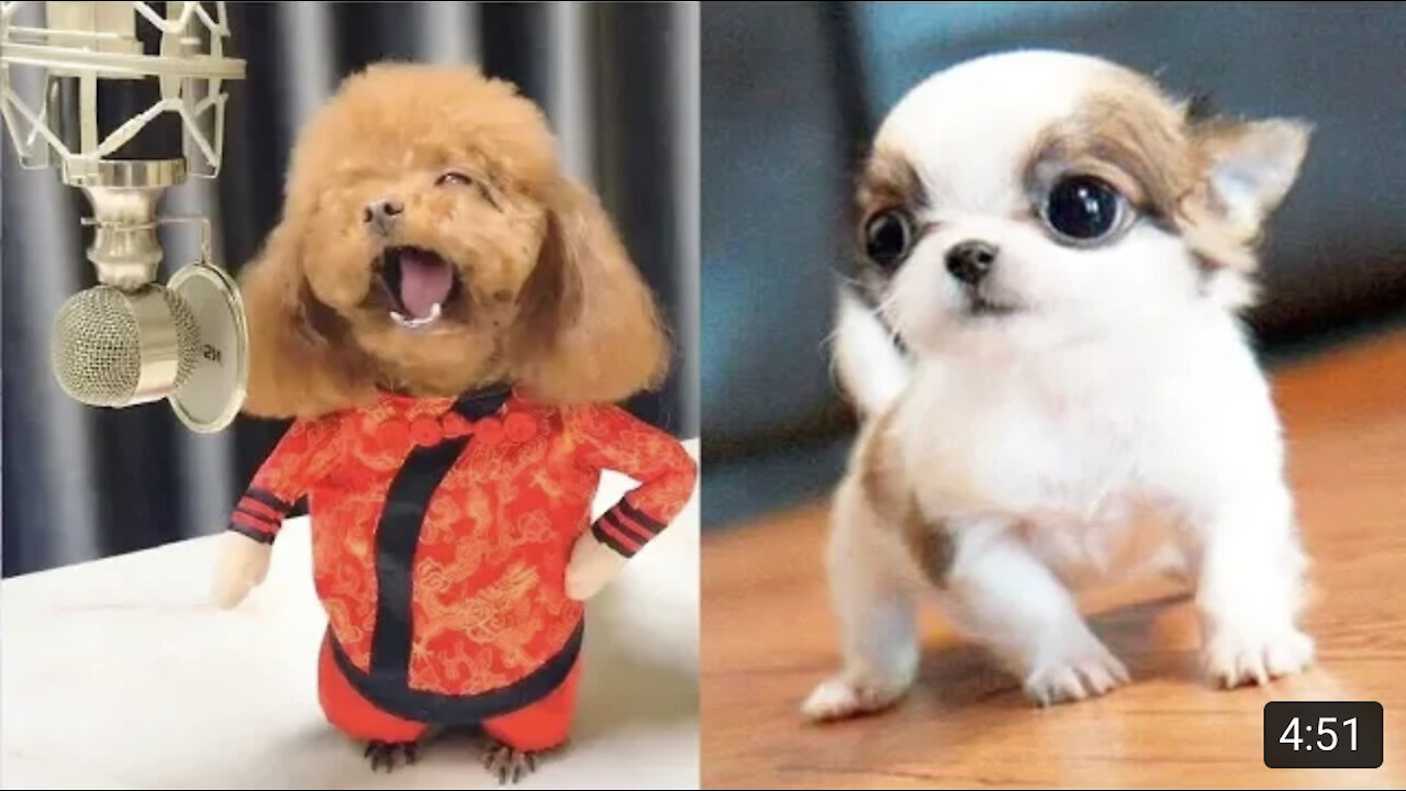 You WILL laugh at all of these dogs..
