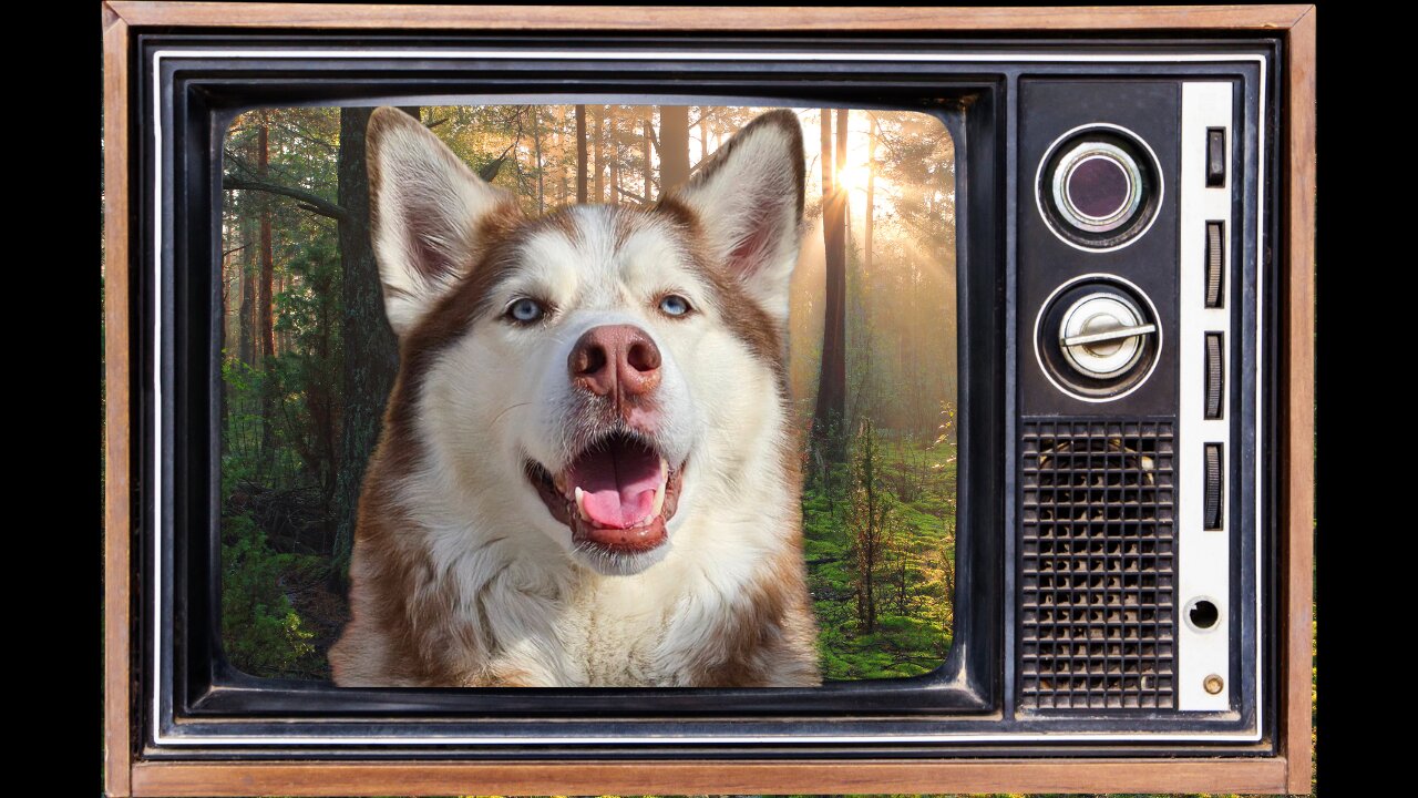 Husky Television