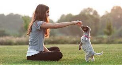 Guard Dog Training Step by Step!