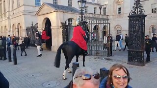 kings guards horse won't settle tries to push back door's open tourist's laugh #horseguardsparade