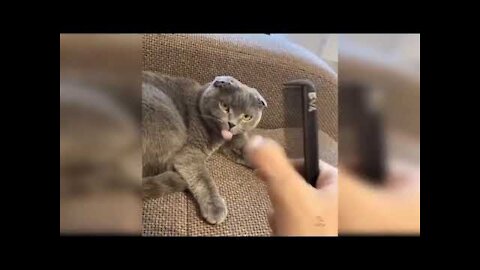 Best funny cats funny cat compilation