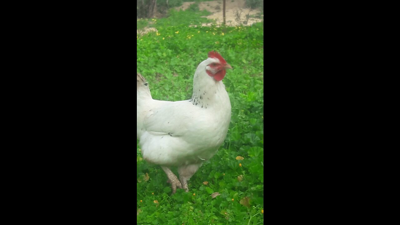 funny chicken