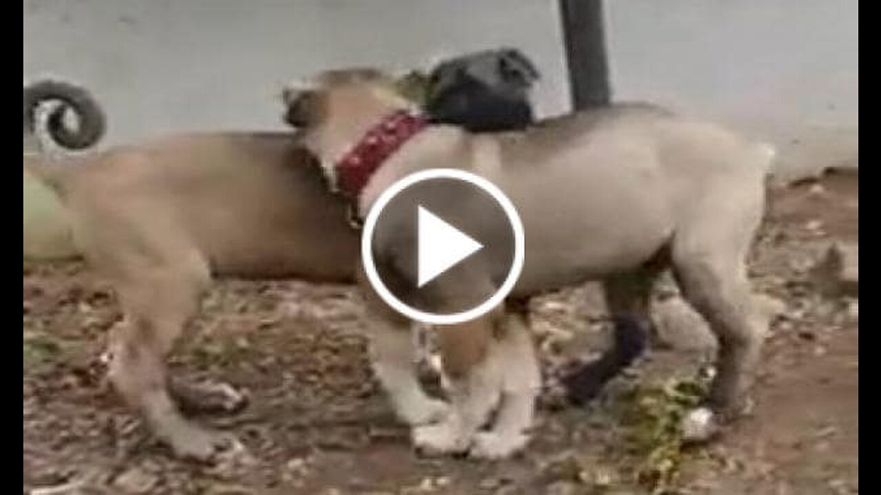 shepherd dog puppies