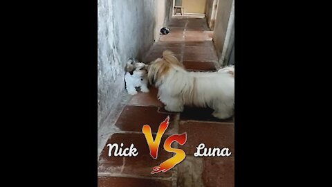 Dogs Cute & Funny (Nick vs Luna) part.1