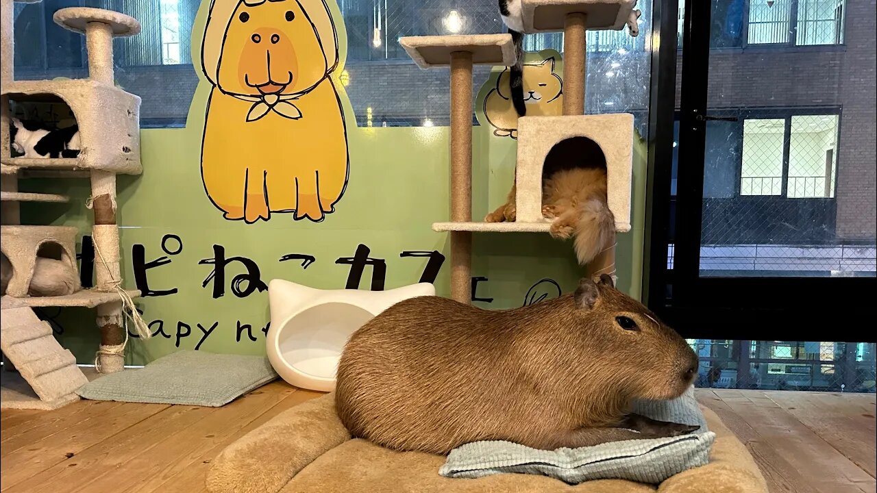 *My Kids Love This Place* Capybara and Cat Cafe - Tokyo Japan 🇯🇵