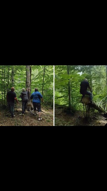 Falling tree sends dude flying in the air