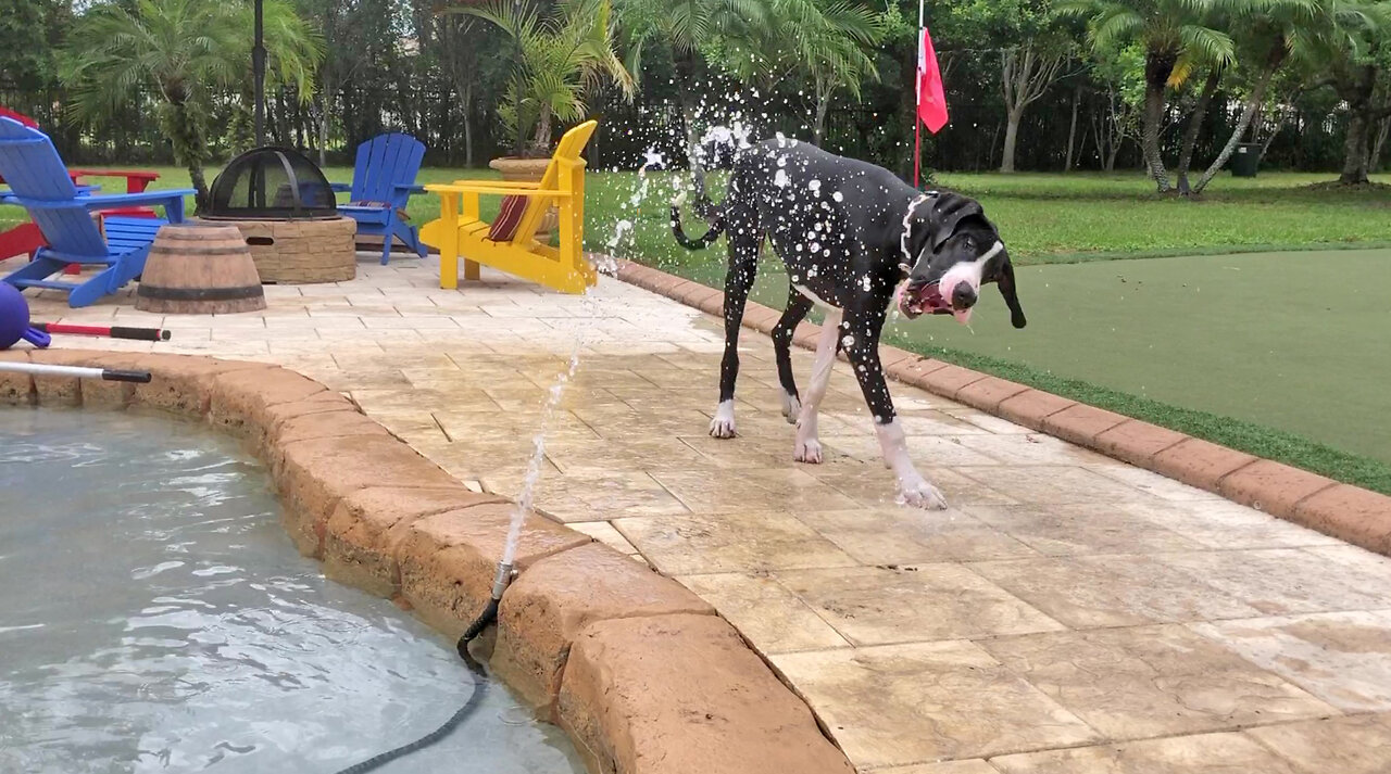 Clever Great Dane Makes DIY Water Hose Drinking Fountain