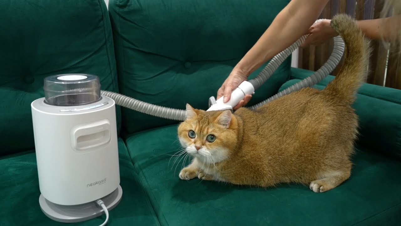 Neakasa P0 Pet Grooming System - Vacuum cleaner for cats and dogs too!