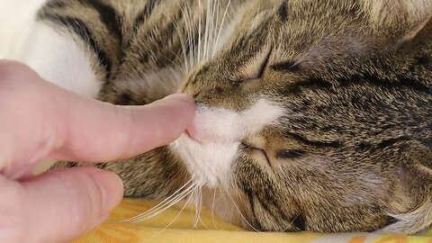 Cat Sleeps on His Whiskers and Gets Nose Boops