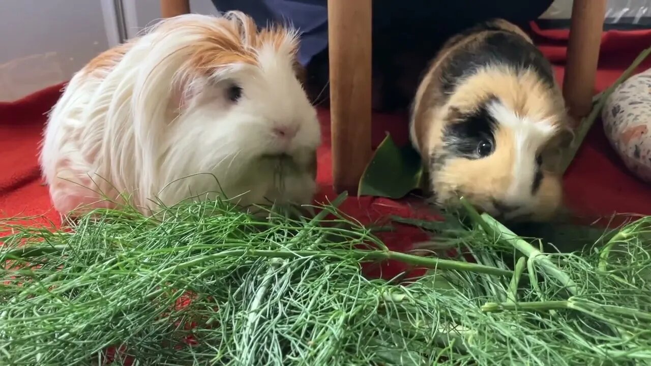 Guinea pigs enjoy peace and quiet before the storm