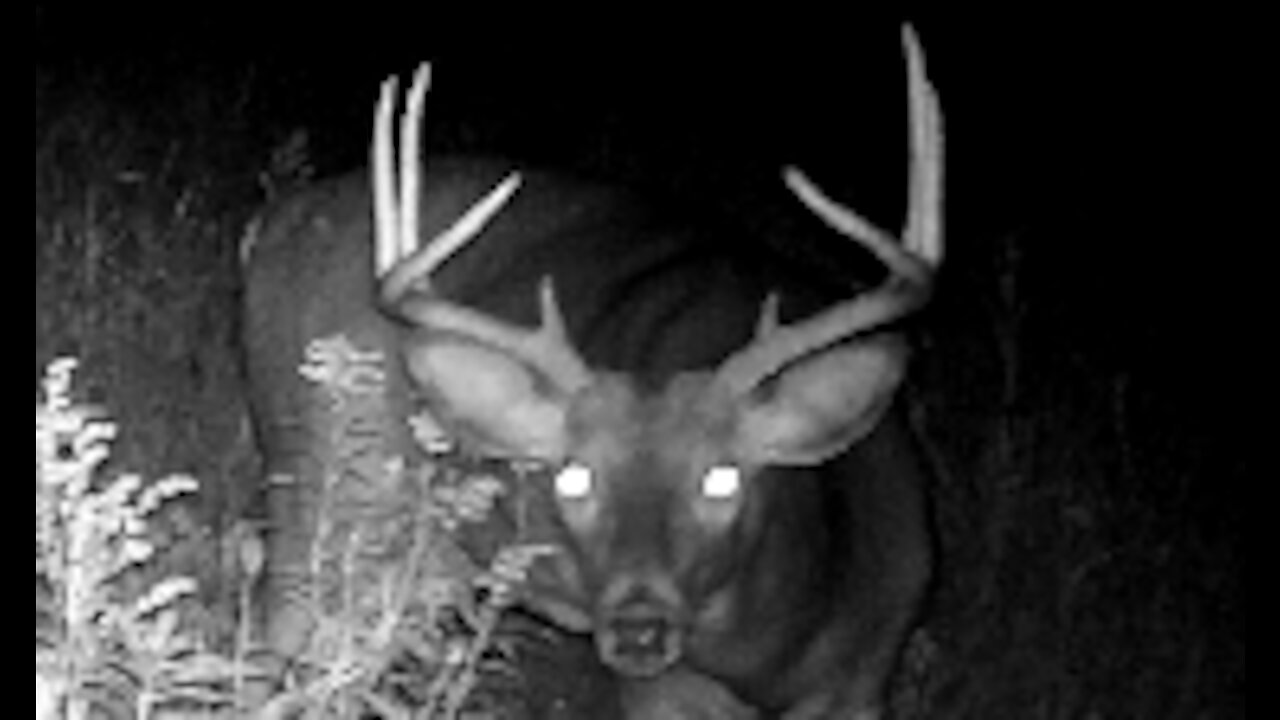 Fred Zepplin 2021, 9/24/21 Monster Bucks Continue & Flying Squirrel