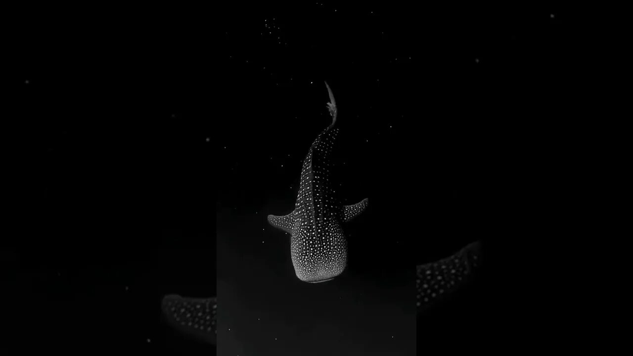 A whale shark in bioluminescent algae.. #shorts