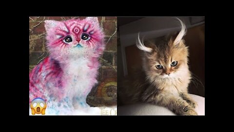 1000 Most Beautiful Cats In The World 2021