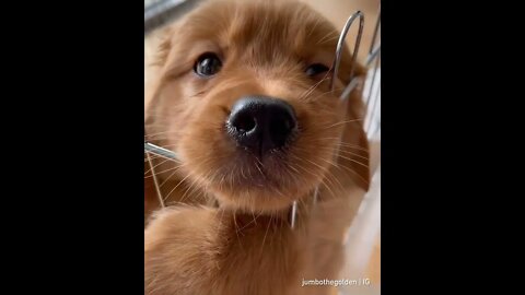 Not My Dog, But Very Adorable