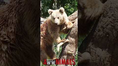 🤗 #AwwNIMALS - Cute Grizzly 💕