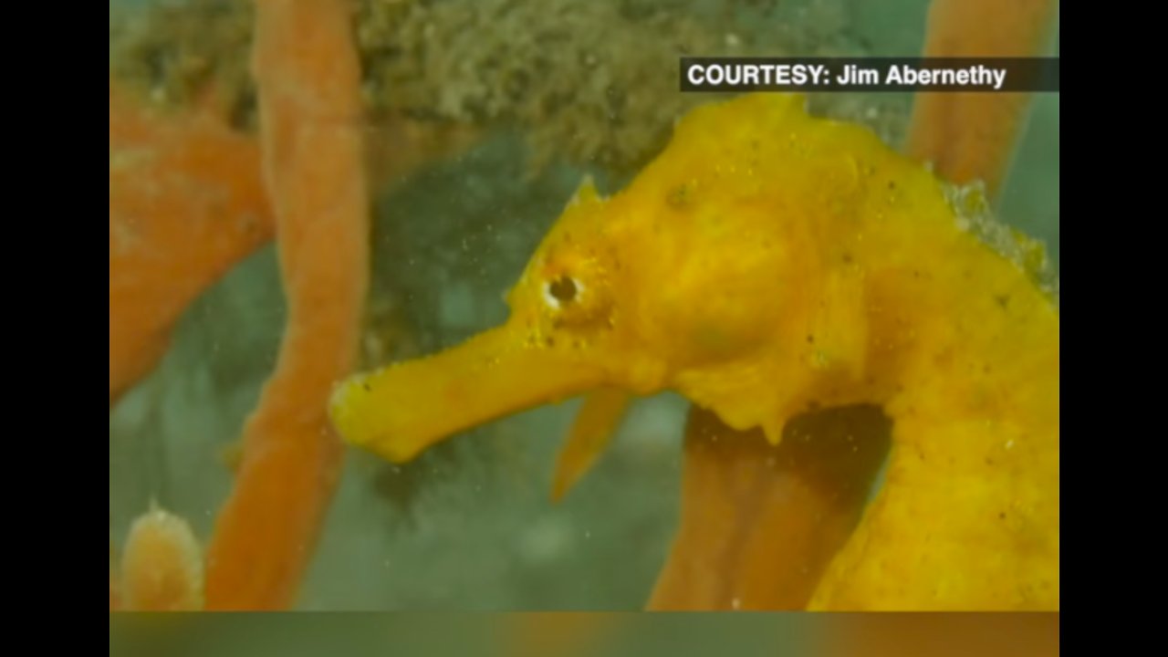 Group of divers one step closer to getting exotic fish removal banned under the Blue Heron Bridge