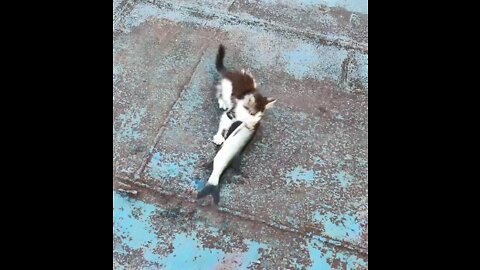 OMG! Cat help
