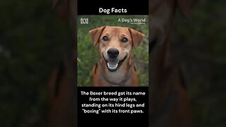 Dog Facts #shorts #youtubeshorts #dog #facts