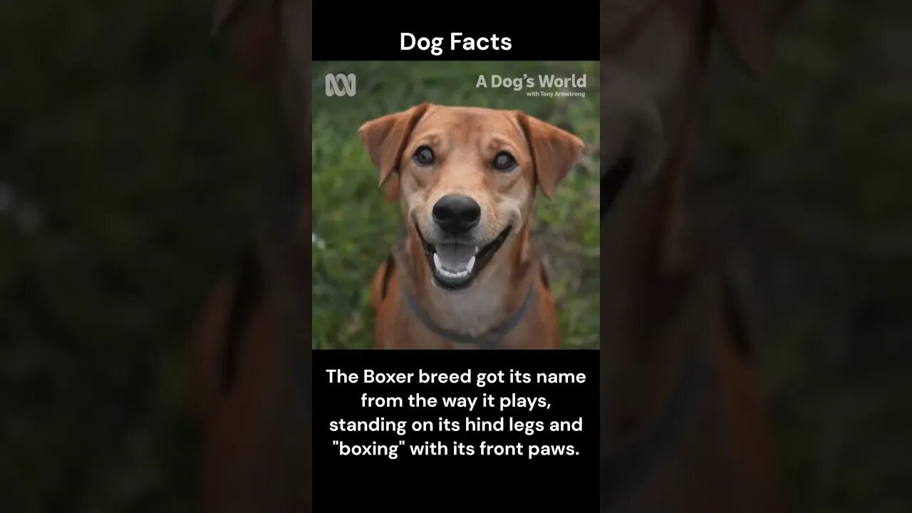 Dog Facts #shorts #youtubeshorts #dog #facts