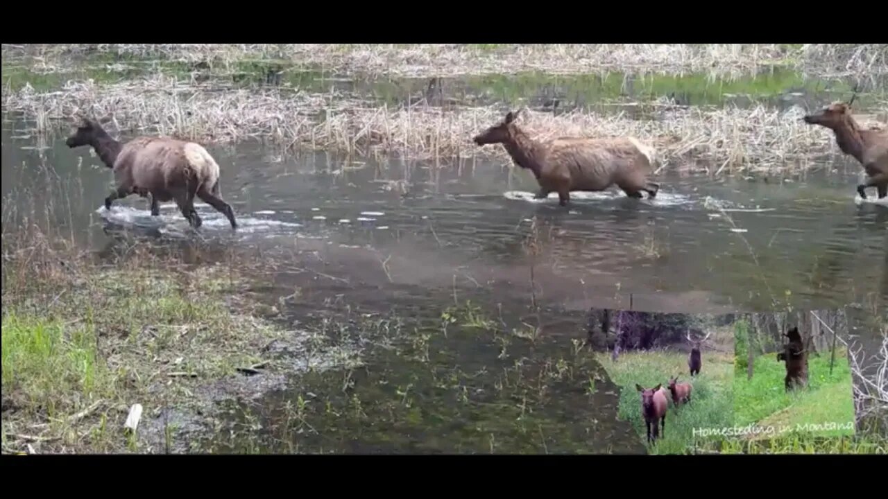 May 2022 Trail Cam Compilation (Deer, Elk, Bear, and Coyote)