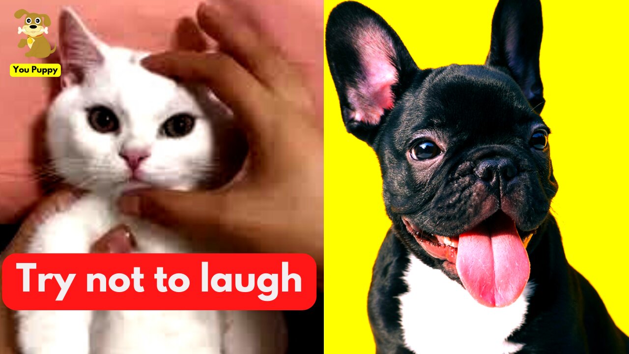 Cute Animals - See the funniest dogs, cats and animals in the world