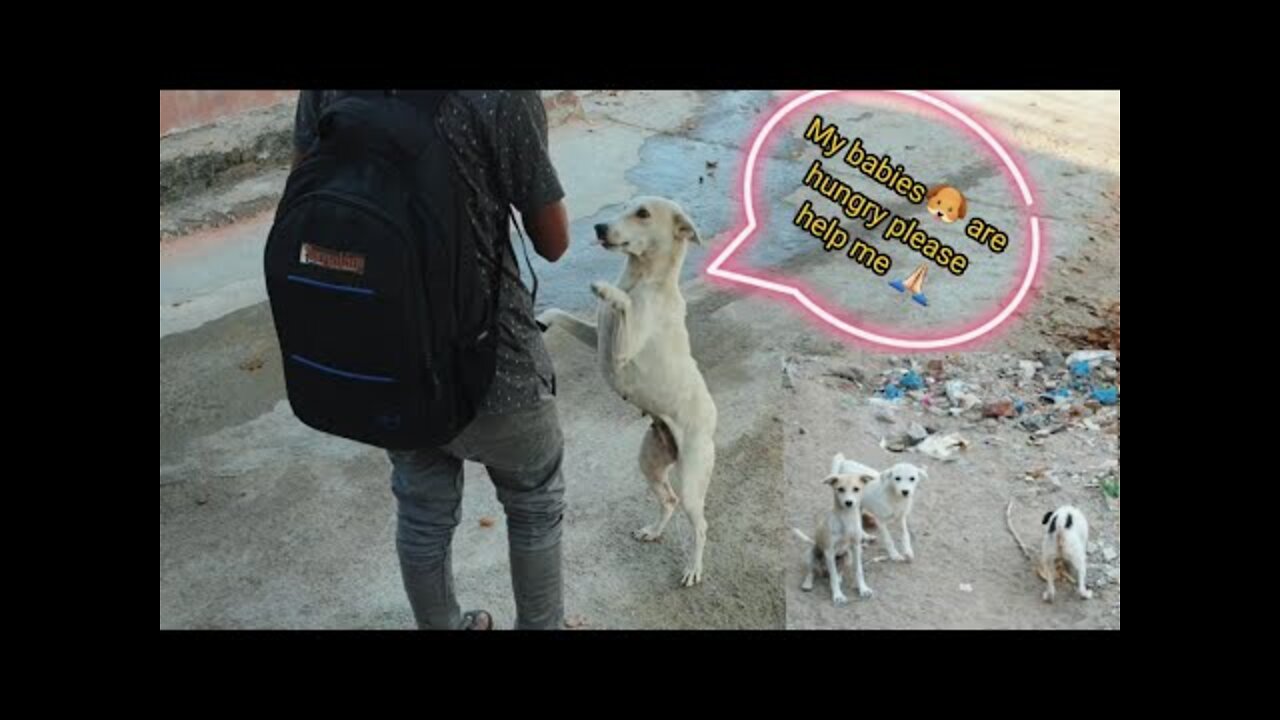 Mother Dog asking food for her puppies। how to। Doggy Helps Teach Baby How to Say Mom। soggy doggy