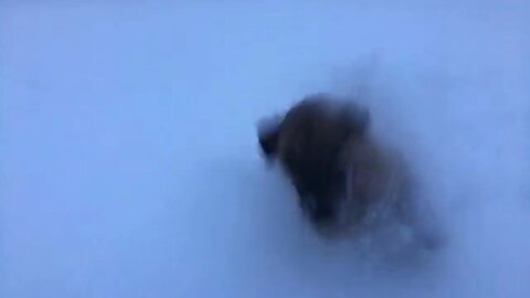 Great Dane First Time Snow