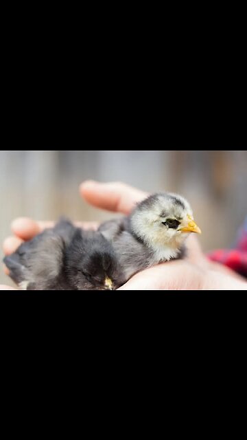 A dose of cuteness in a world of ugly