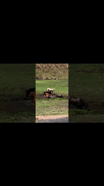 Brumbies bathe in a waterhole Splish Splash splish splash