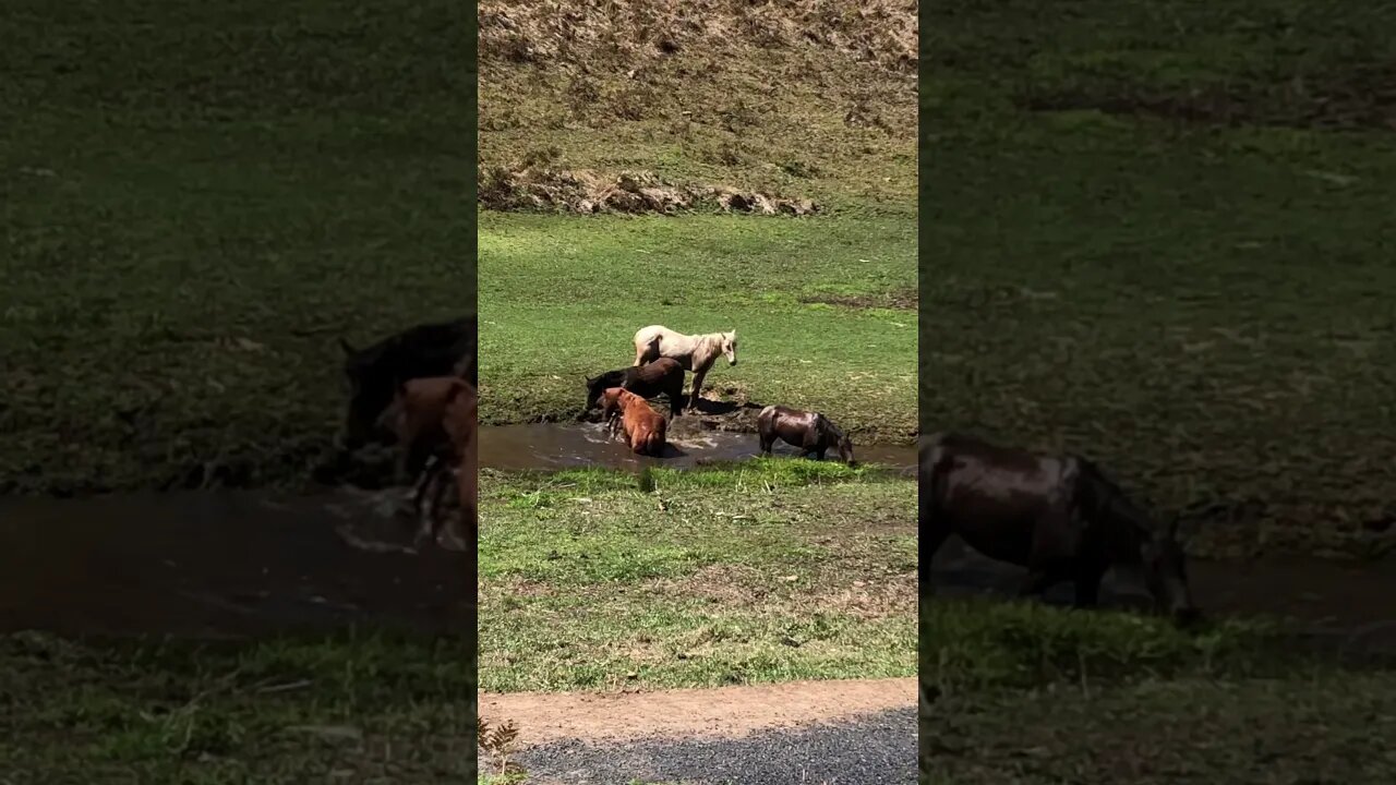 Brumbies bathe in a waterhole Splish Splash splish splash