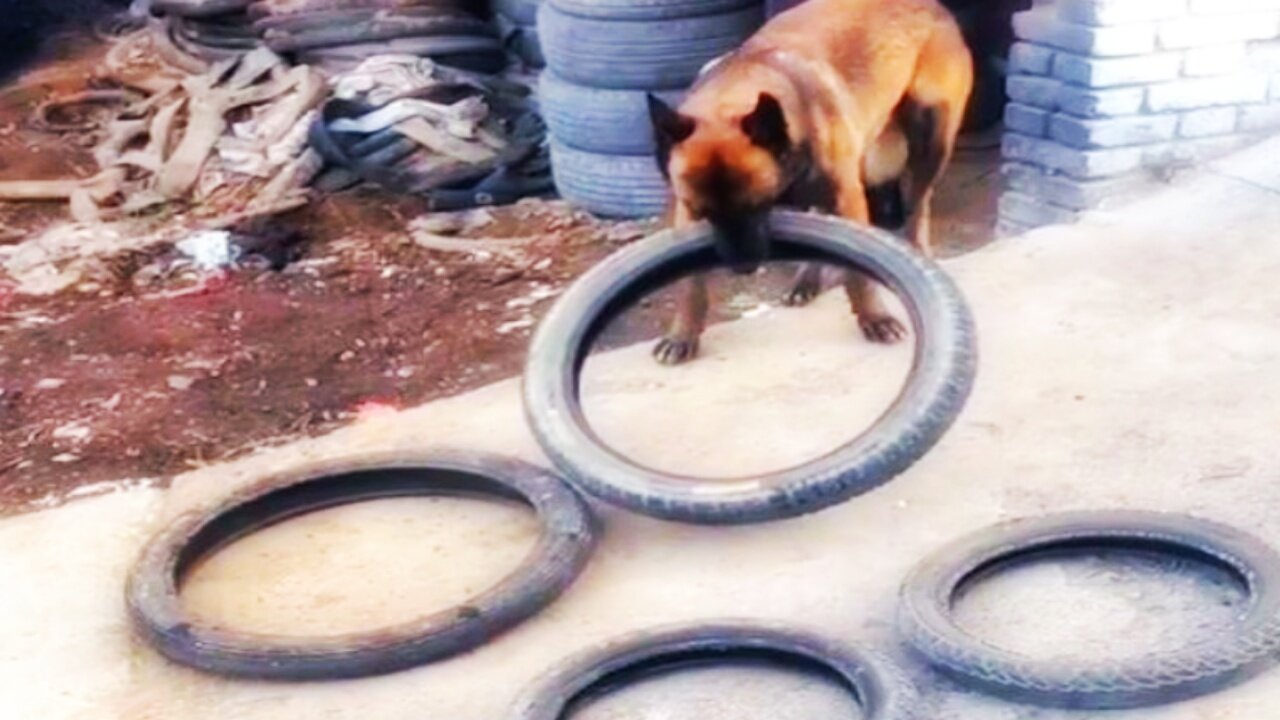 Smart dog figures out how to carry four tires in one bite